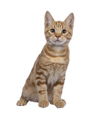 Adorable European Shorthair cat kitten, sitting up facing front. Looking straight towards camera. Isolated cutout on a transparent background.