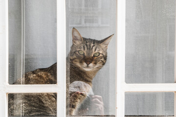 Tabby male cat on barred window on ground floor of town house