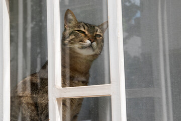 Tabby male cat on barred window on ground floor of town house