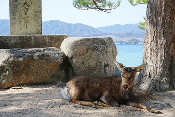 Deer at Itsukushima Shrine, Miyajima island, in Hiroshima, Japan - 日本 広島 宮島の鹿
