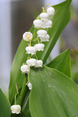 Blooming lily-of-the-valley in sunny April