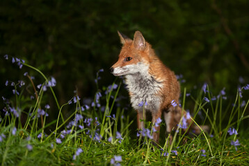Fototapeta premium Portrait of a red fox amongst bluebells in spring