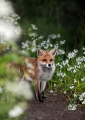Red fox amongst white variety bluebells in spring
