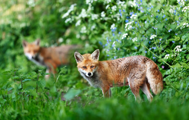 Fototapeta premium Portrait of a red fox standing in a meadow