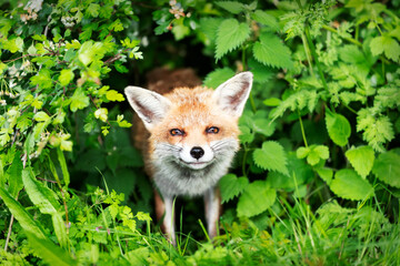 Fototapeta premium Portrait of a happy red fox in a meadow