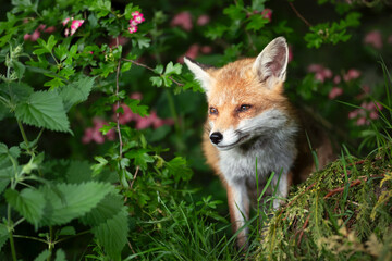 Portrait of a red fox cub in a meadow