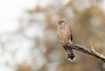 Common kestrel perched on a tree branch