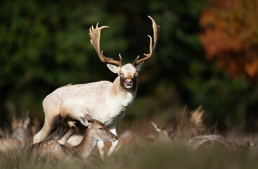 White fallow deer standing in a meadow during the rut in autumn