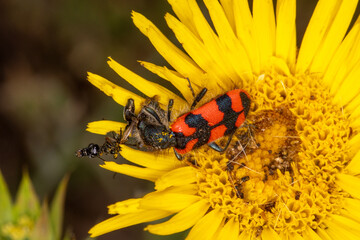 Zottiger Bienenkäfer, Trichodes alvearius, Mont Ventoux, Provence, Frankreich, 20.06.2023