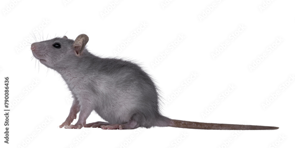 Poster blue baby rat sitting up side ways. looking to the side up and away from camera. isolated cutout on 