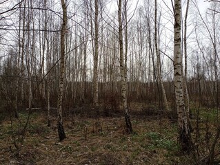 A young birch forest with beautiful straight trees that are densely planted on one square. Beautiful spring forest landscape in the forest outdoors in nature.