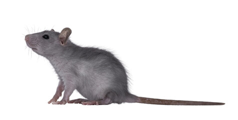 Blue baby rat sitting up side ways. Looking to the side up and away from camera. Isolated cutout on a transparent background..