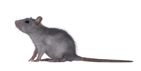 Blue baby rat sitting up side ways. Looking to the side up and away from camera. Isolated cutout on a transparent background..