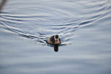 duck in the water