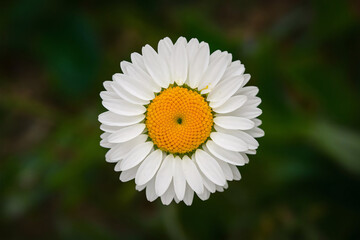 Fototapeta premium daisy flower