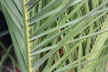 Turkey date palm