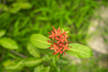 ixora plant,Close-up of red flowering plant,Ixora,nature,Close-up of wet orange ixora flower blooming at park,Close-up of pink ixora on wooden railing,