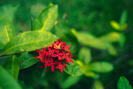 ixora plant,Close-up of red flowering plant,Ixora,nature,Close-up of wet orange ixora flower blooming at park,Close-up of pink ixora on wooden railing,