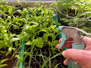 Spraying plants in a greenhouse with a spray bottle