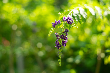 Duranta Erecta,Skyflower,Blue Flowers of Sapphire Showers (Duranta erecta L) bloom flower on blurred nature background,Close-up of purple flowering plant
