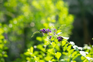 Duranta Erecta,Skyflower,Blue Flowers of Sapphire Showers (Duranta erecta L) bloom flower on blurred nature background,Close-up of purple flowering plant