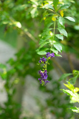 Duranta Erecta,Skyflower,Blue Flowers of Sapphire Showers (Duranta erecta L) bloom flower on blurred nature background,Close-up of purple flowering plant