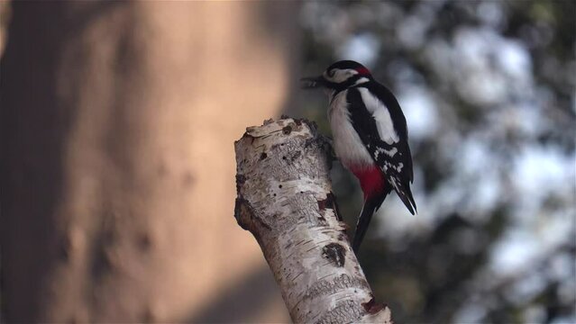 Great Spotted Woodpecker on Tree Trunk in Wooded Area