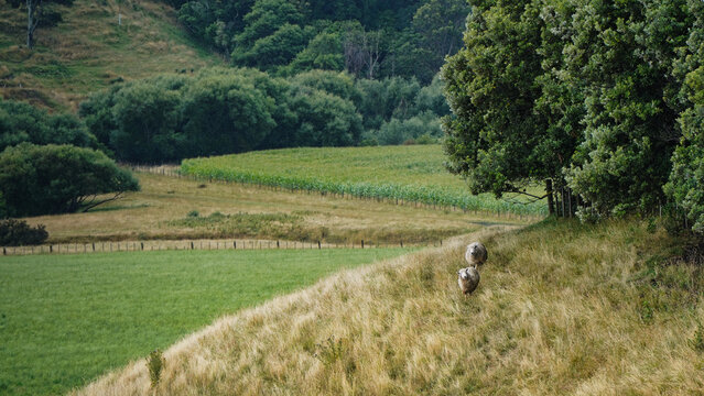 Sheep in a field, Whanganui, New Zealand
