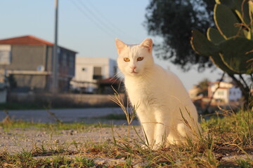A white cat sits on the street in a Turkish village