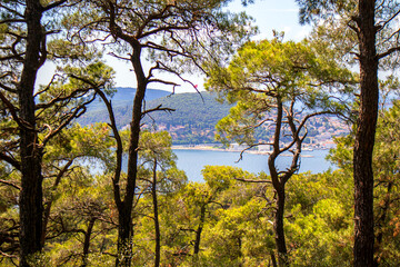 Obraz premium Trees in the forest and Kinaliada island view 