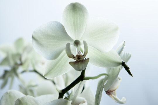 White orchid flowers on blurred white background for publication, design, poster, calendar, post, screensaver, wallpaper, postcard, banner, cover, website. High quality photo