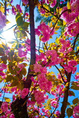 満開の八重桜