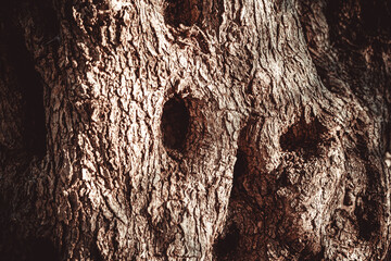 Brown olive tree bark, close-up. Textured relief background from olive trunk for publication,...