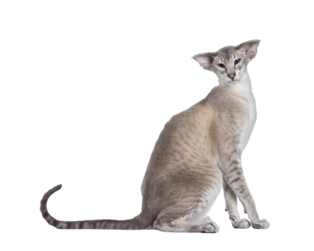 Young adult blue point Siamese cat, sitting side ways. Looking straight to camera. isolated cutout on a transparent background.