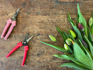 Top view of a bunch of flowers and a red pair of scissors on a wooden surface. Colorful tulips and pruners on a wooden table.  - Powered by Adobe