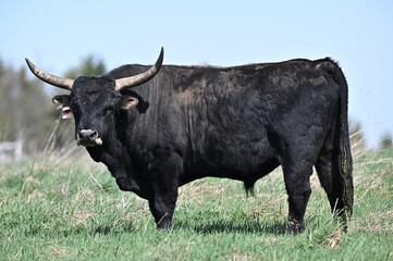 Aurochs wild ancestor of domestic cattle