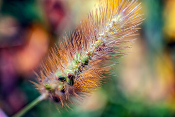 close up of a flower