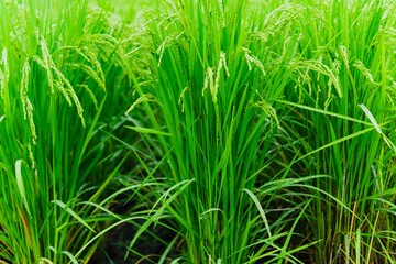 Rice plant, is the most important cultivated plant, feeding most  people than any other crop. Rice...