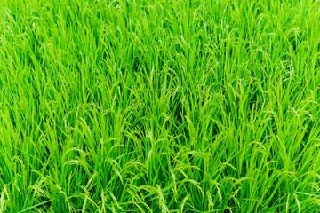 Rice plant, is the most important cultivated plant, feeding most  people than any other crop. Rice...