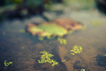 Lemna minor,emna minor flowers are very rare, about 1mm in size, without perianth, only 2 pistils and 1 ovary. The size of Lemna minor seeds is about 1 mmm.Lemna minor