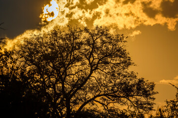 Sunset in the bush in Kruger National park, South Africa - obrazy, fototapety, plakaty