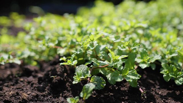 Mint, a medicinal herb, grown organically.