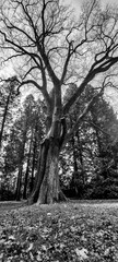 Stare drzewo - obrazy, fototapety, plakaty