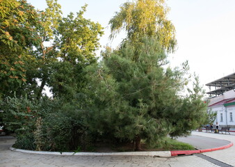 Pine tree in the city park on a sunny summer day in Kerch