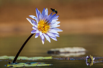 Water lily flower with flying bug in Kruger National park, South Africa