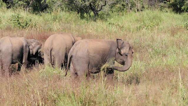 Herd of elephants grazing in wild. Wildlife animals in Sri Lanka. Real time in 4K resolution.
