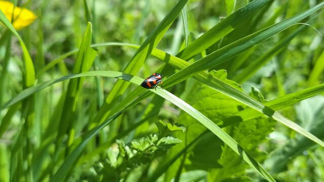 ladybug on green grass