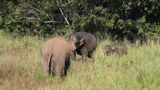 Herd of elephants grazing in wild. Wildlife animals in Sri Lanka. Real time in 4K resolution.