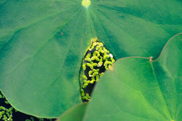 Nelumbo nucifera,, and lakes, while the leaves Nelumbo nucifera float right on the water surface....