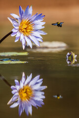 Water lily flower with flying bug and reflection in Kruger National park, South Africa